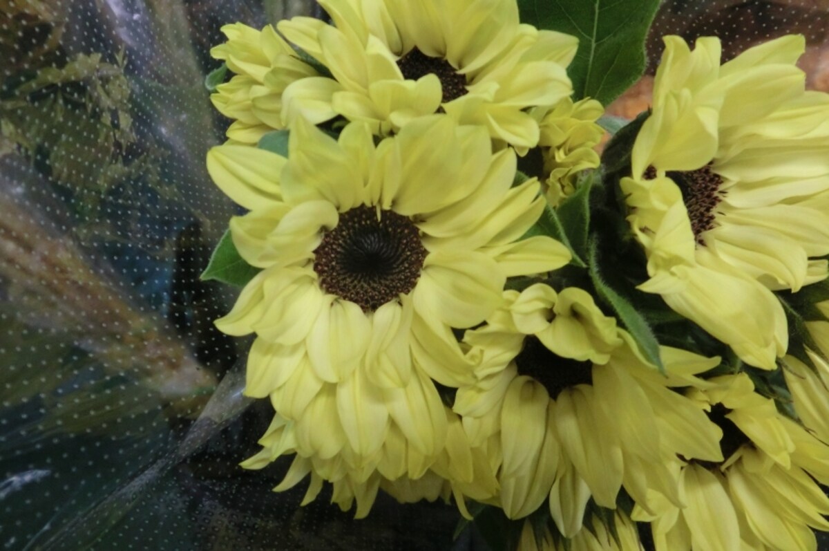 ひまわり生花