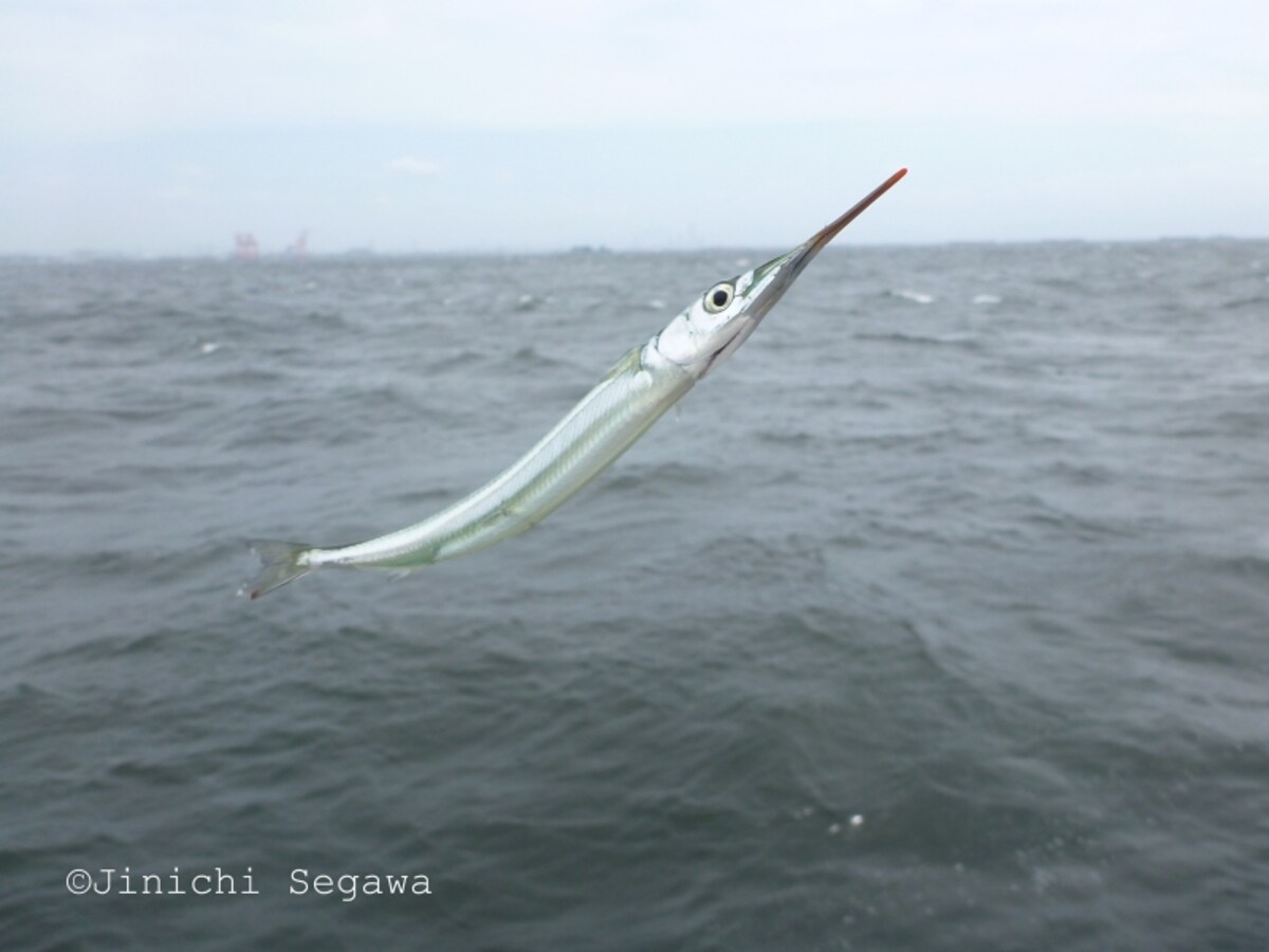 釣り撮影