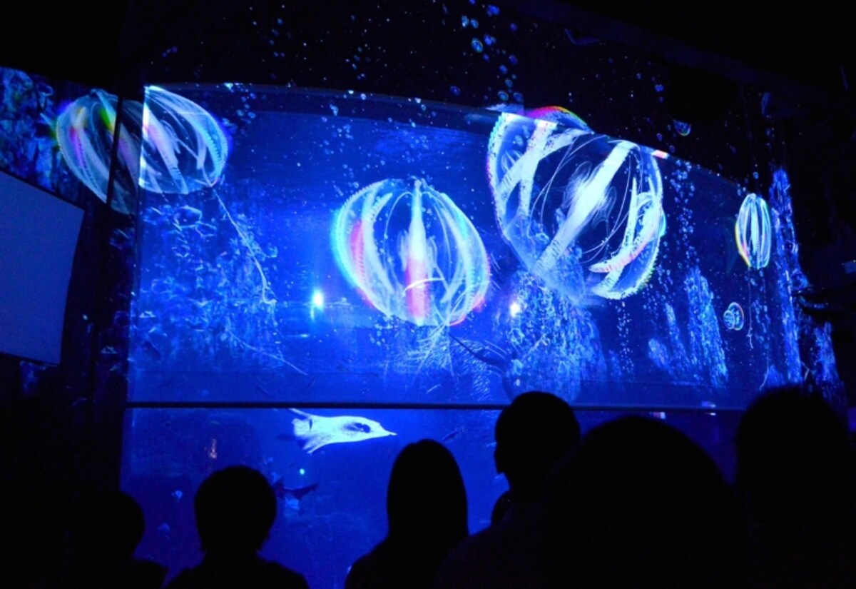 新江ノ島水族館　ナイトアクアリウム