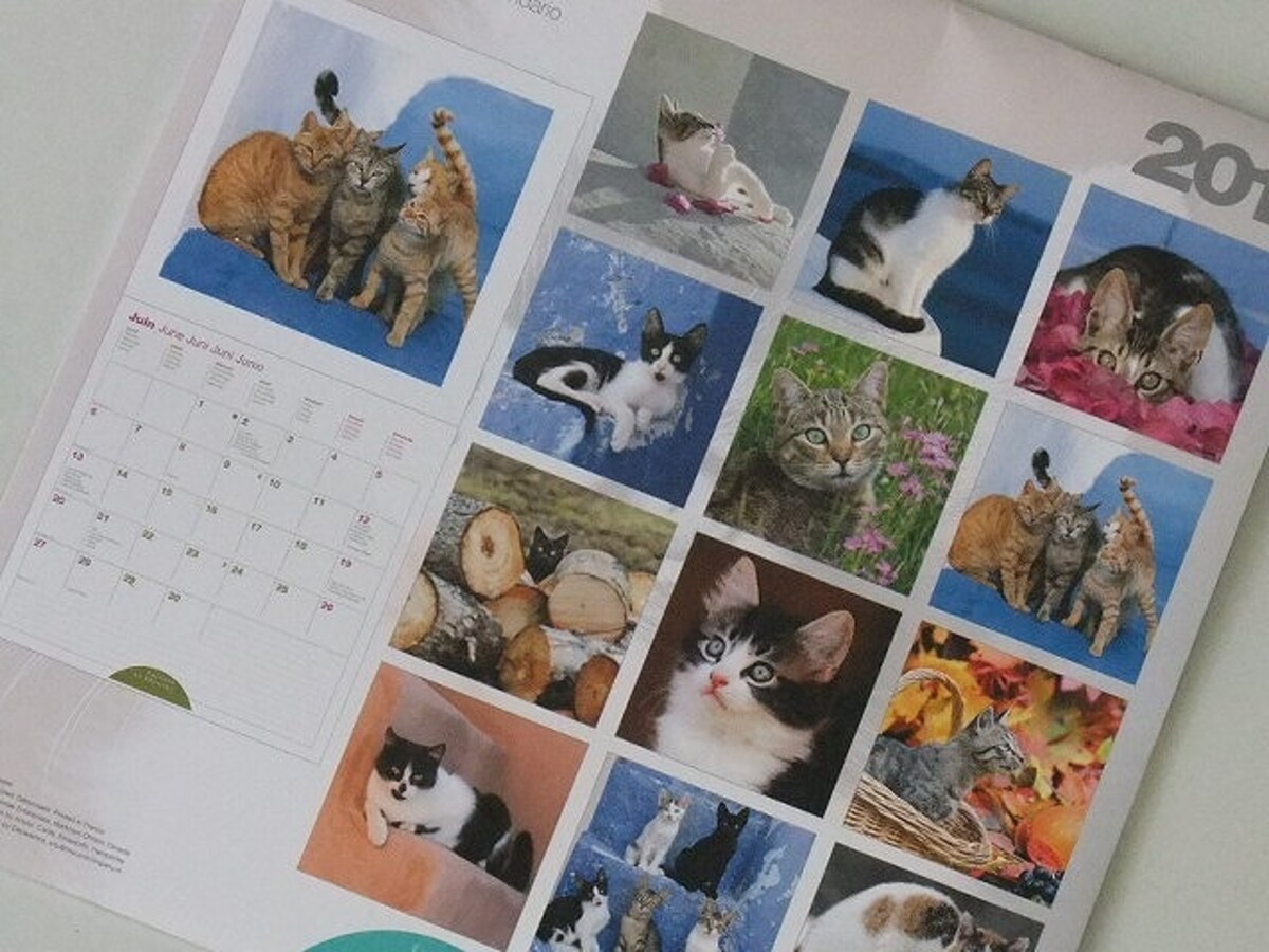 catkalender