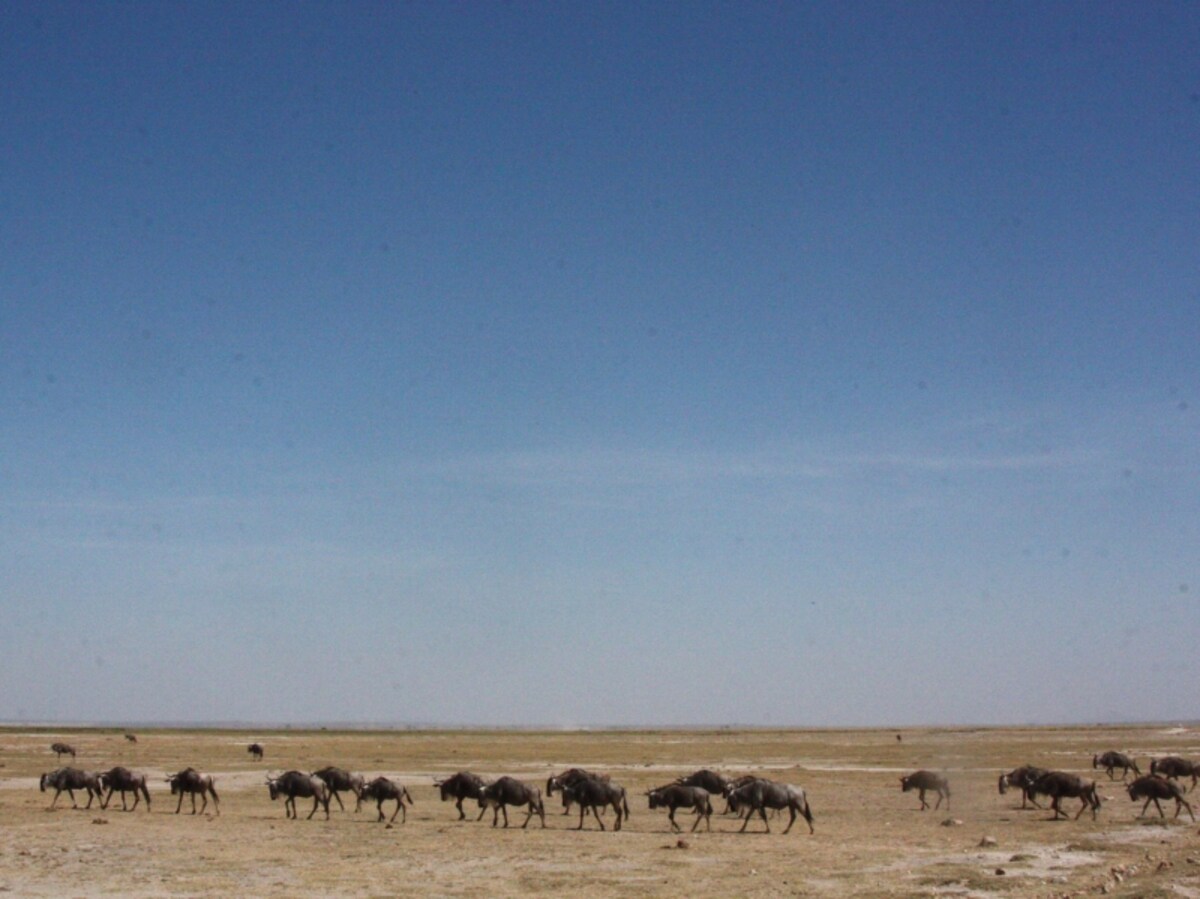 desert
