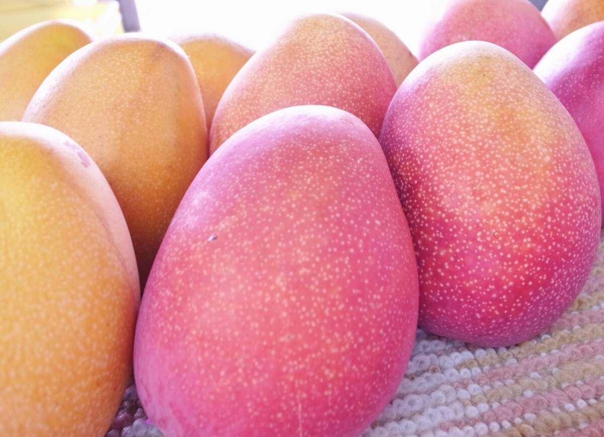 mango3