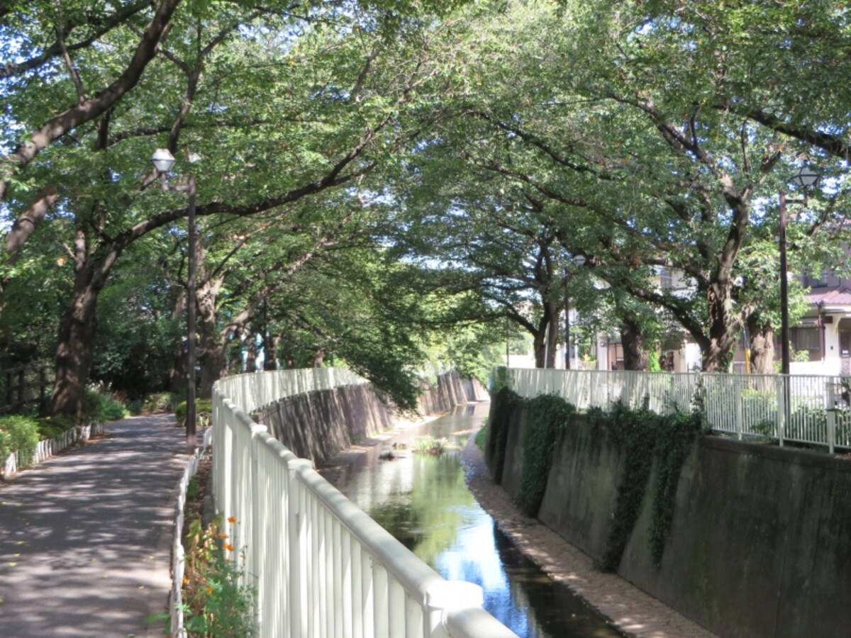 神田川沿いの桜
