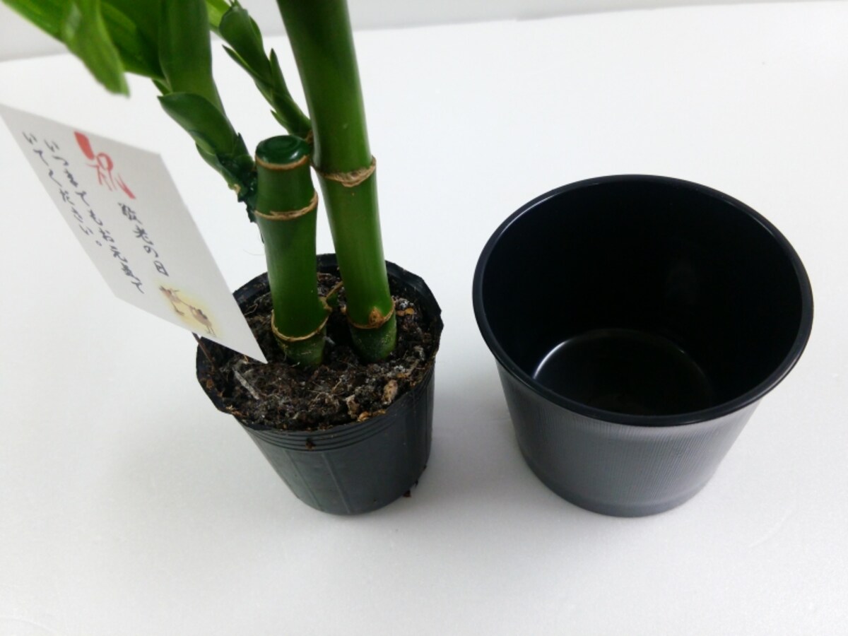 もみじのプリザーブドアレンジ「和」