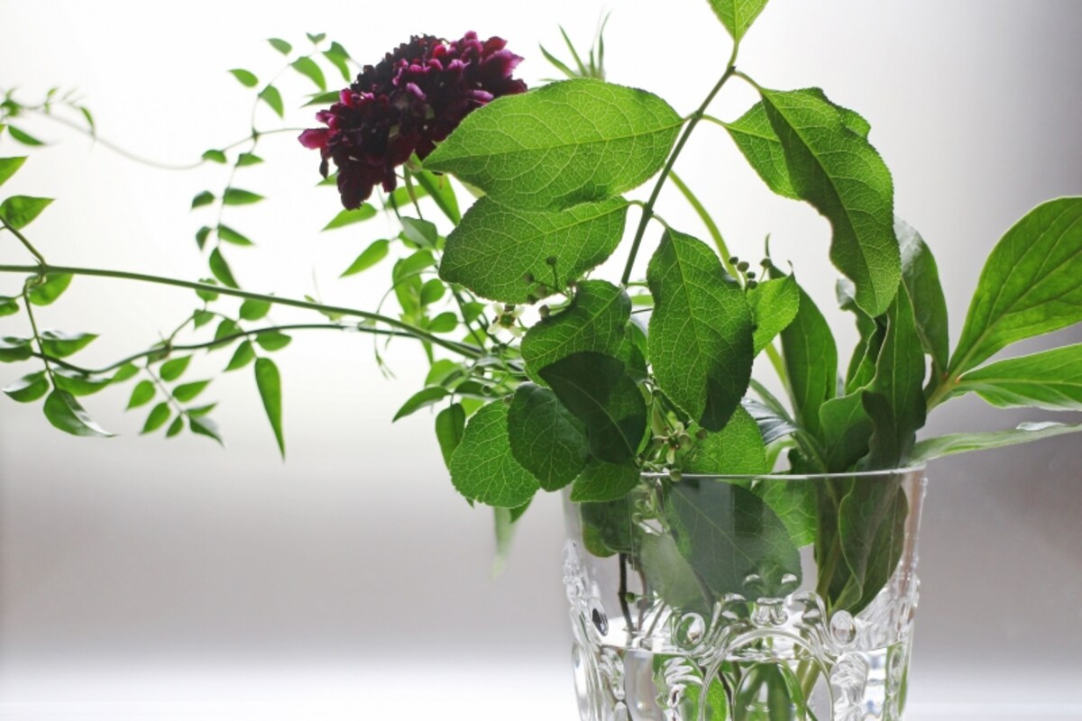 植物を美しく撮影するうえで重要なのは、「光」をうまく使うこと。