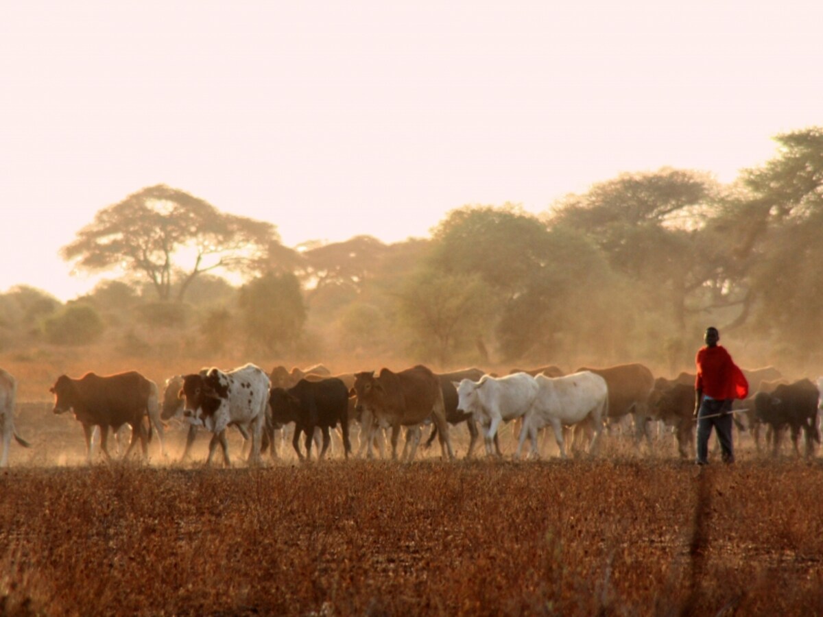 masai