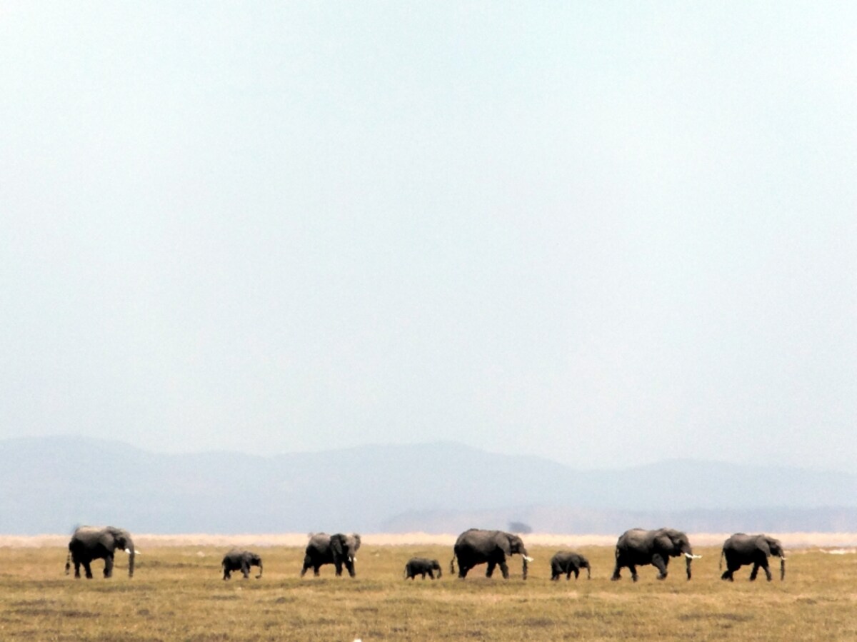 savanna