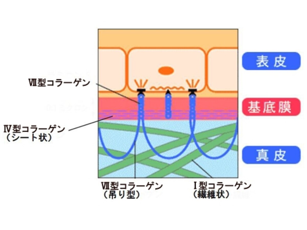 コラーゲン図