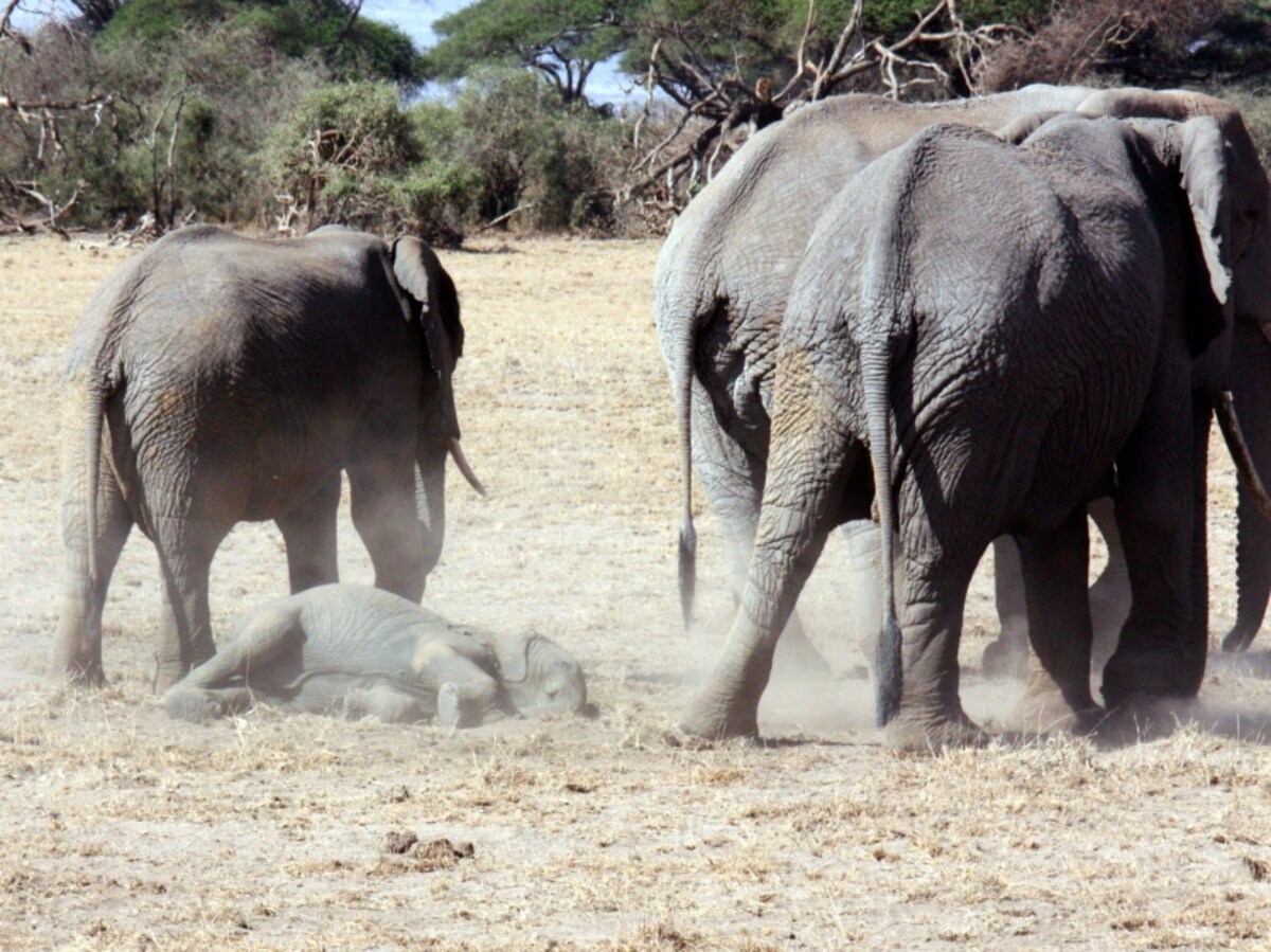 elephantbaby