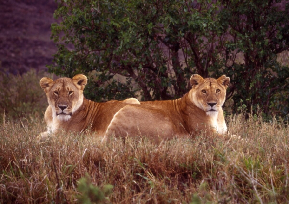 femalelion