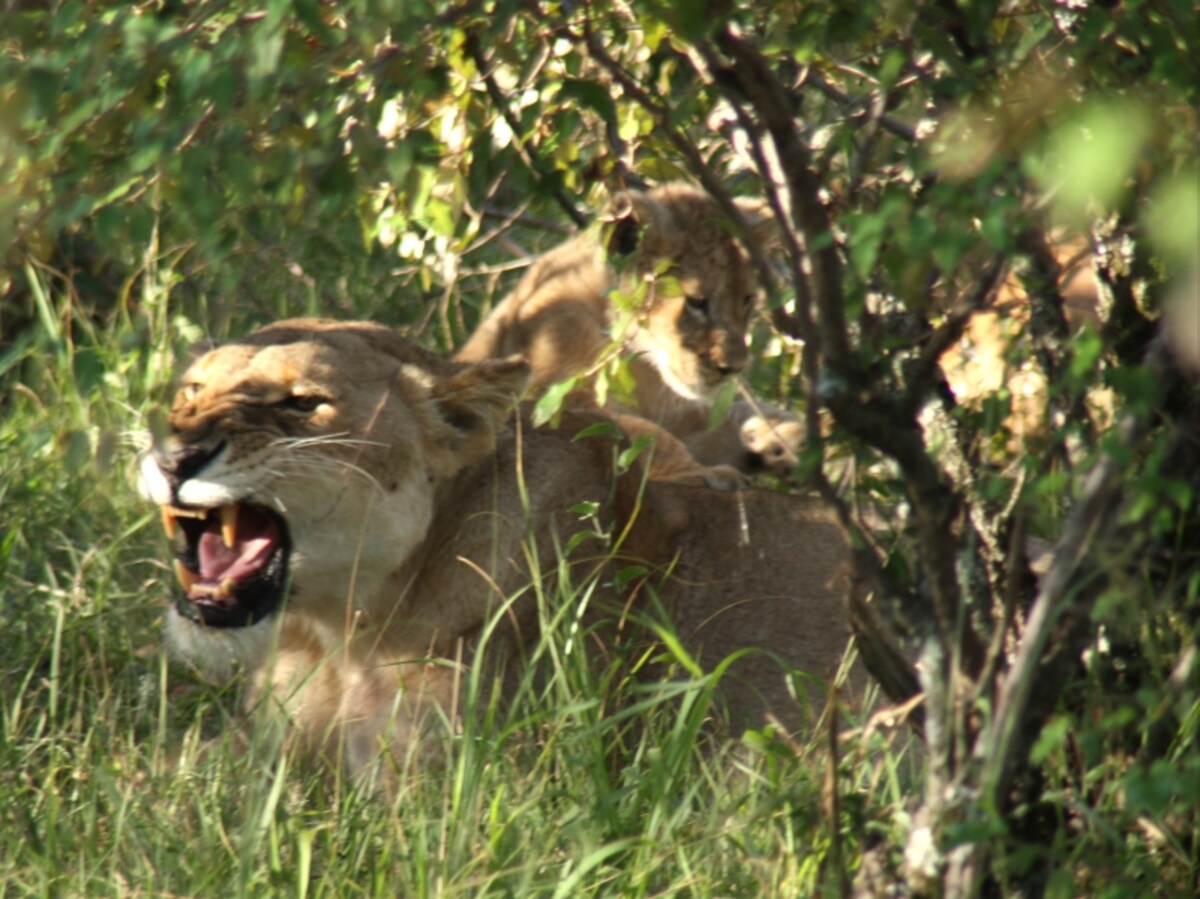 lioncub