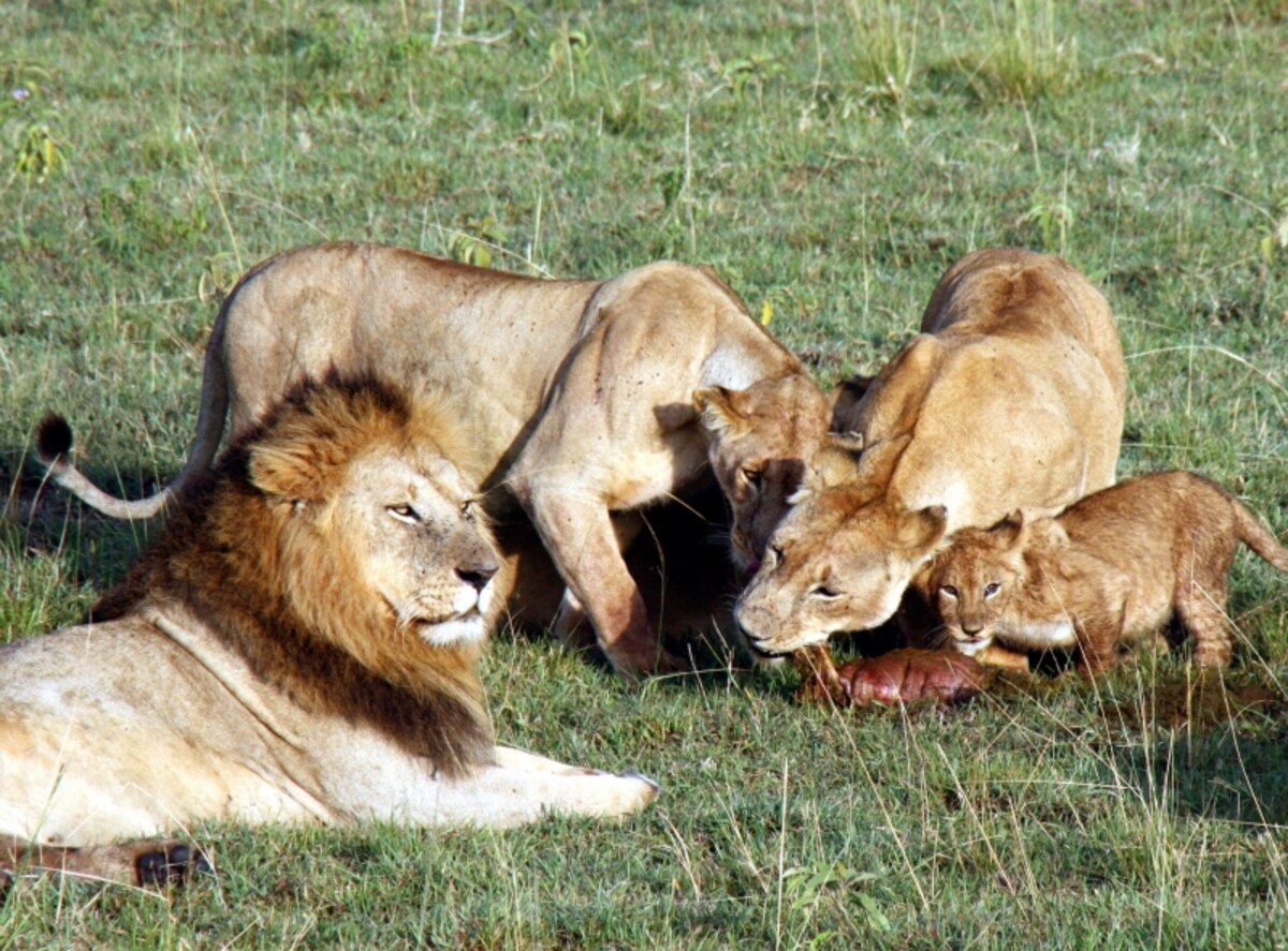 lionfafily