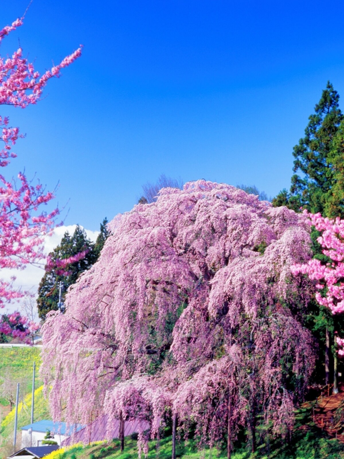 合戦場の桜