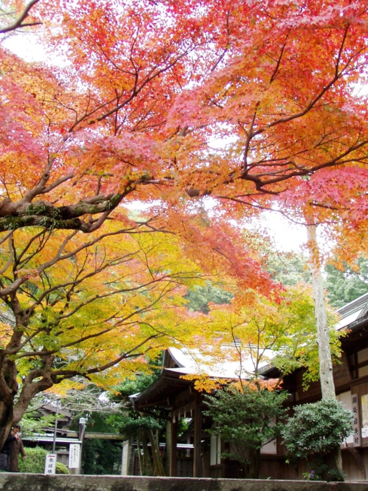 鎌倉宮社務所前の紅葉