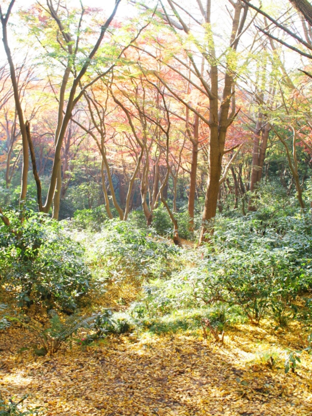 紅葉に包まれた獅子舞の谷