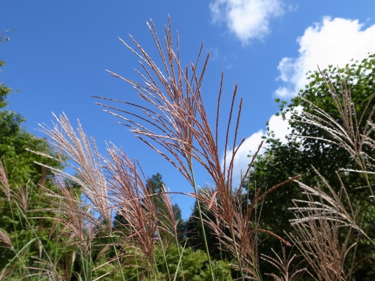 ebino8
