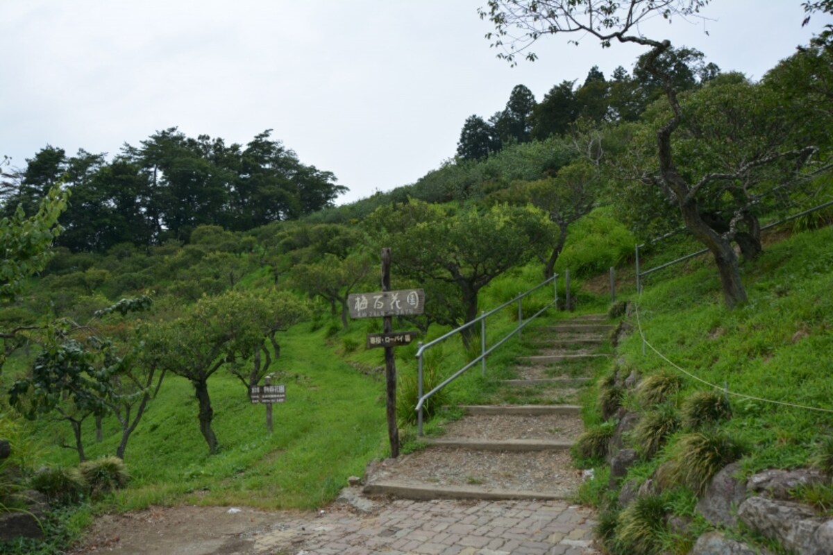 宝登山梅百花園