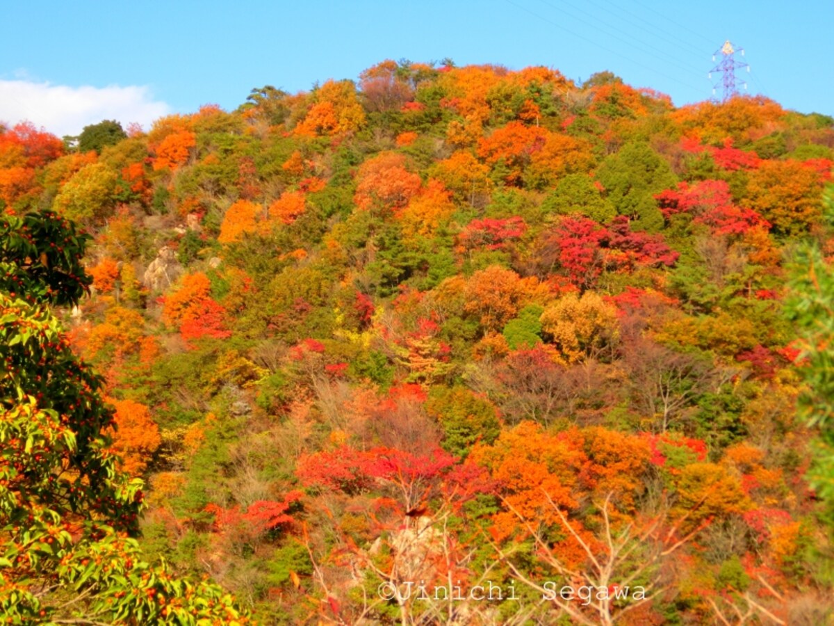 紅葉撮影