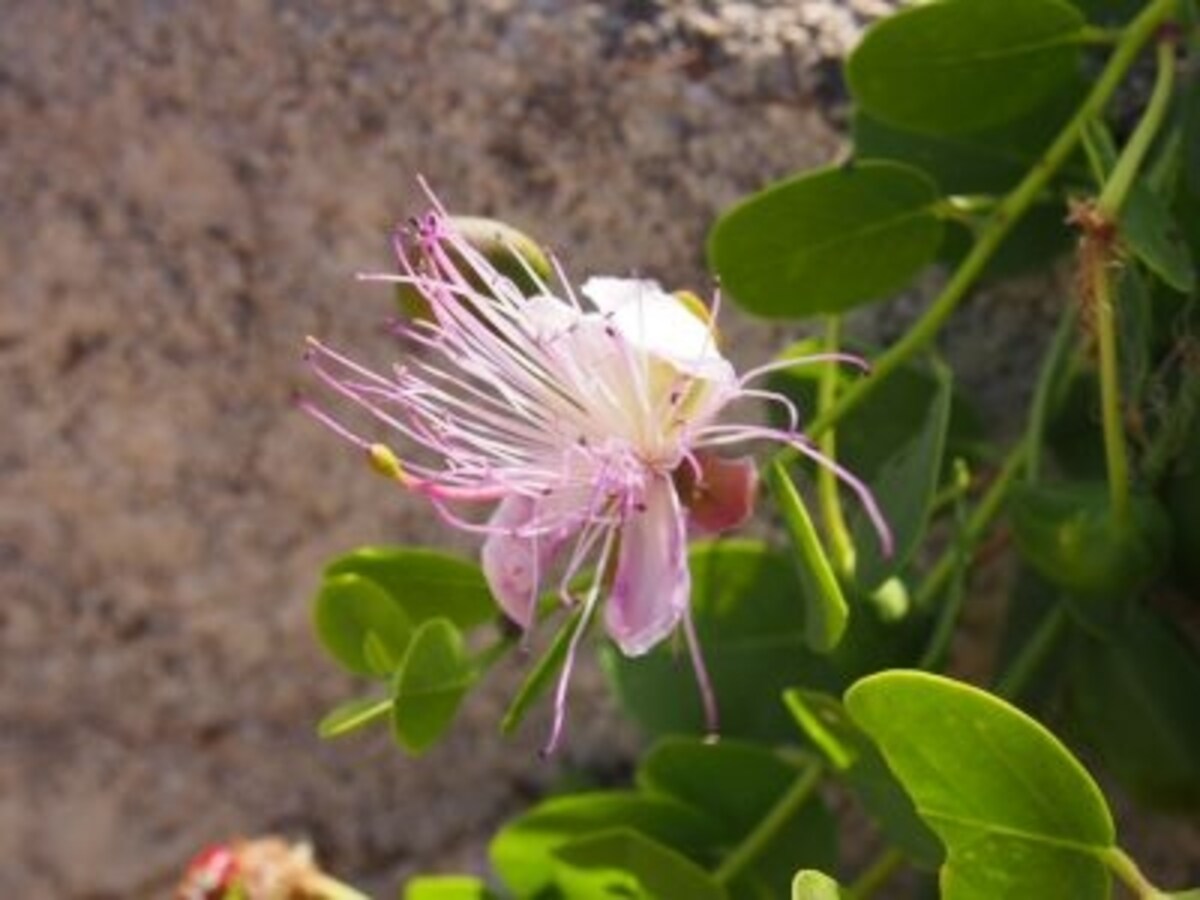 capperi2