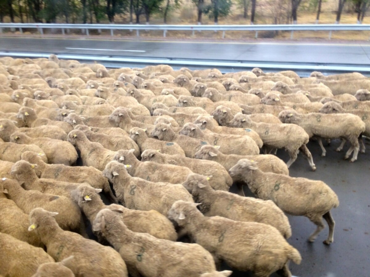 flockofsheep