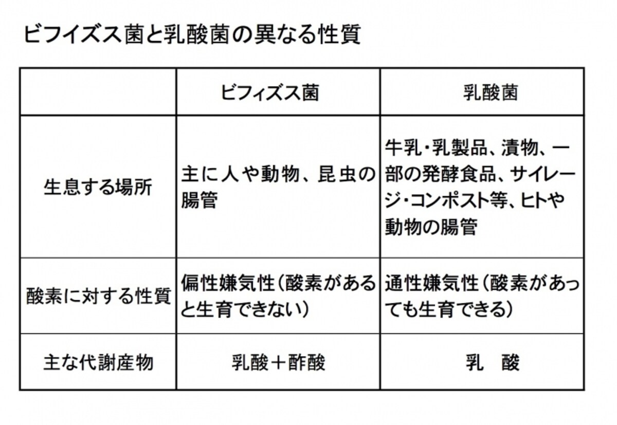 ビフィズス菌,乳酸菌,違い,代謝,環境,酸素