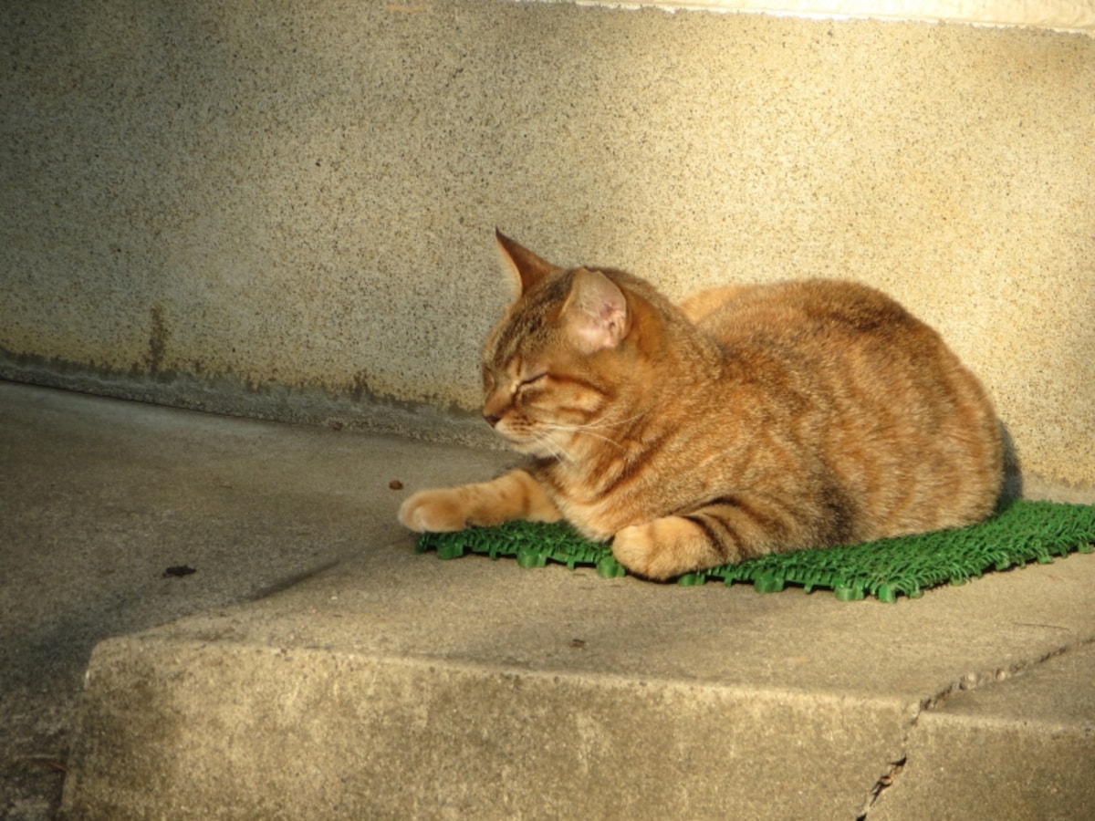 猫