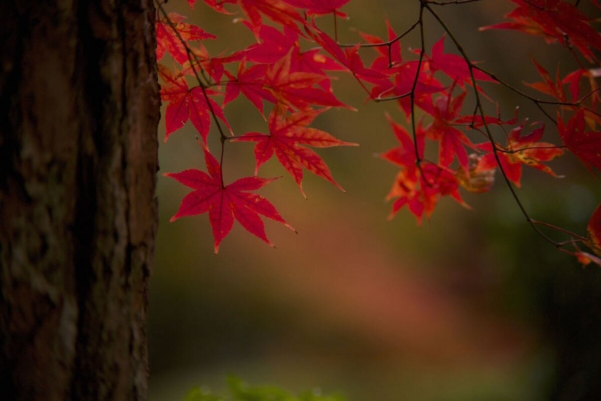紅葉