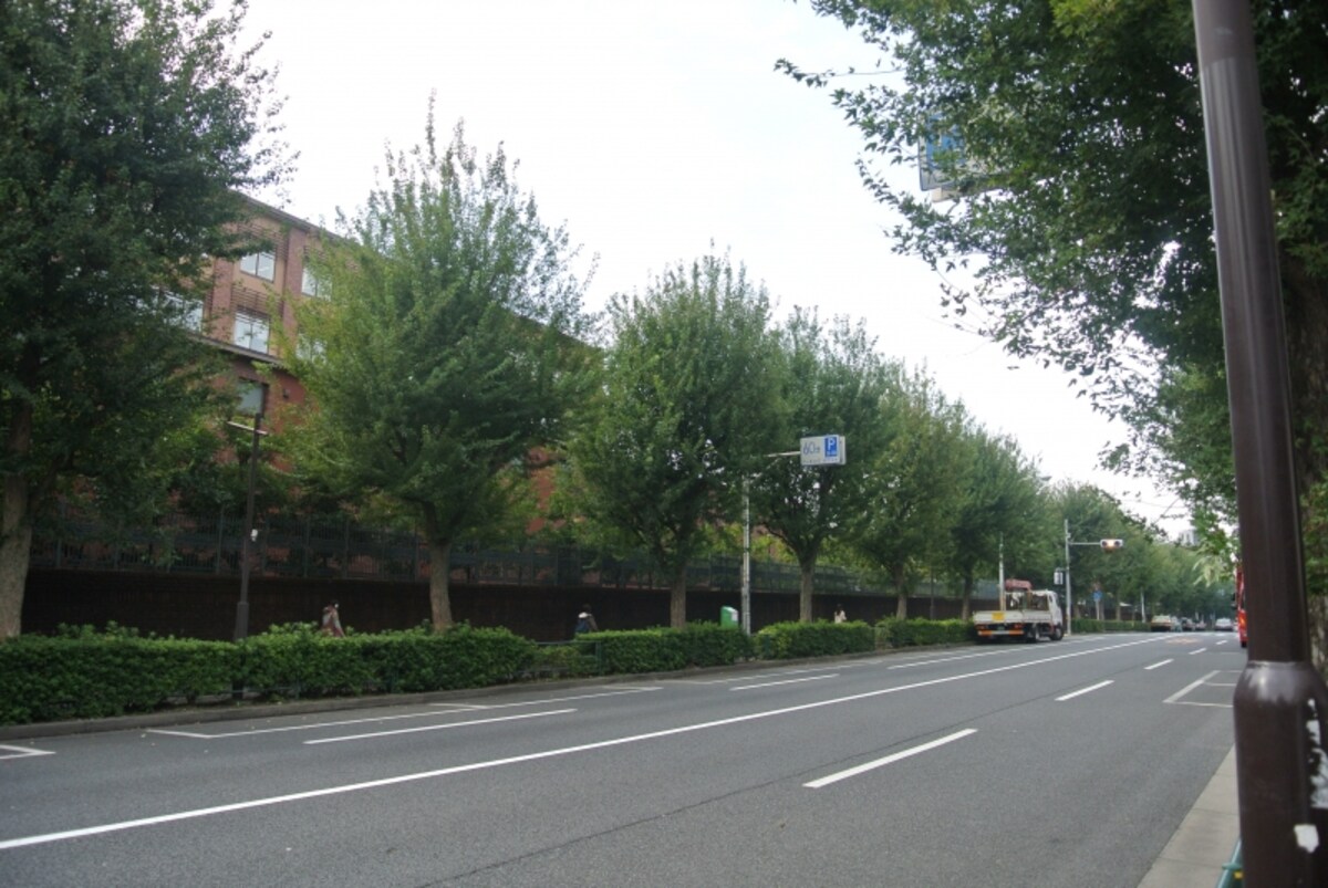 諏訪通りの並木道