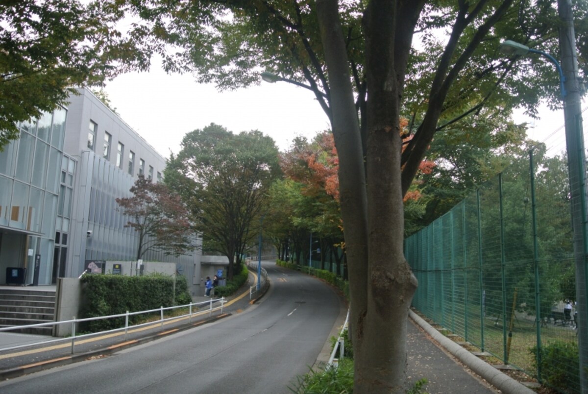 戸山公園（箱根山地区）横の並木道