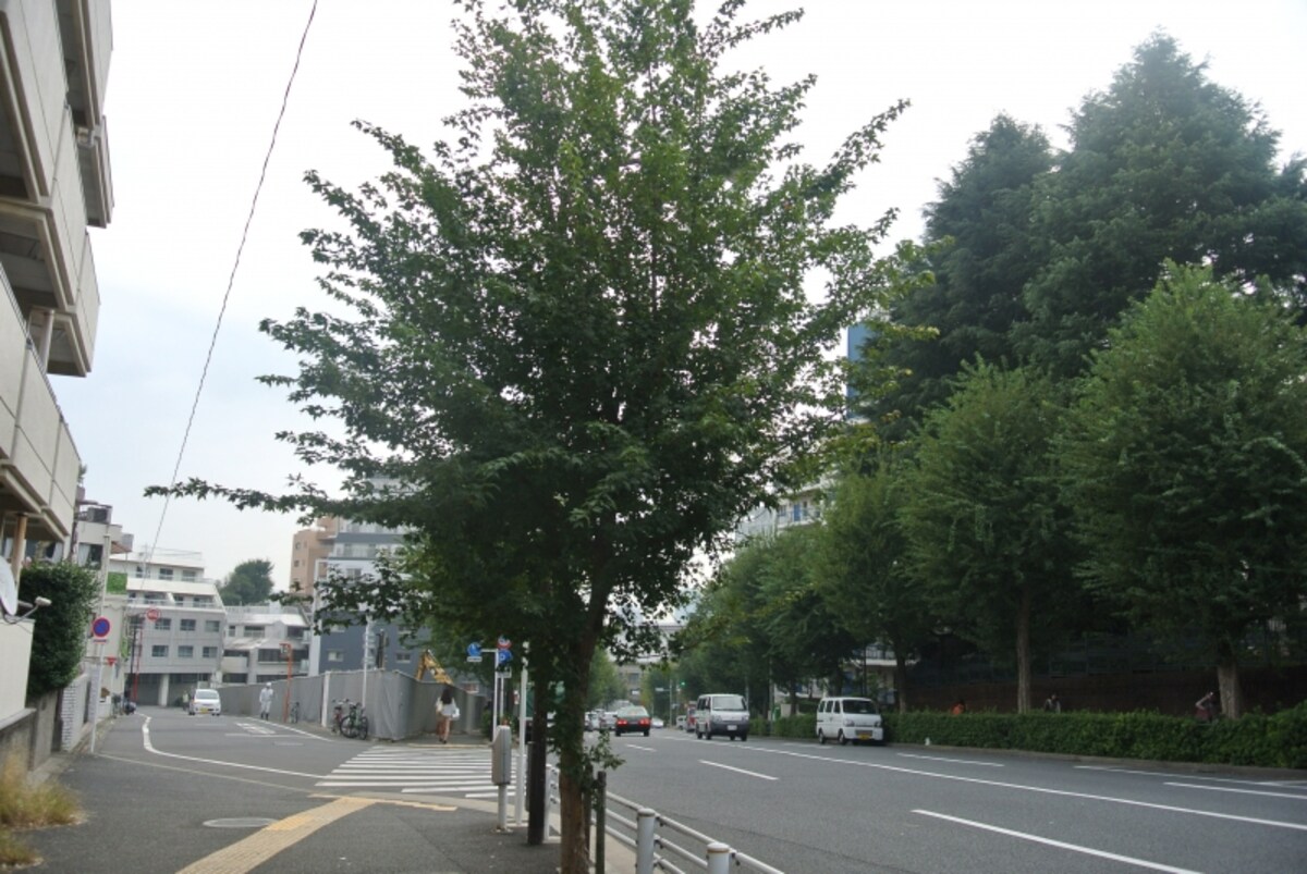 現地近くの並木道