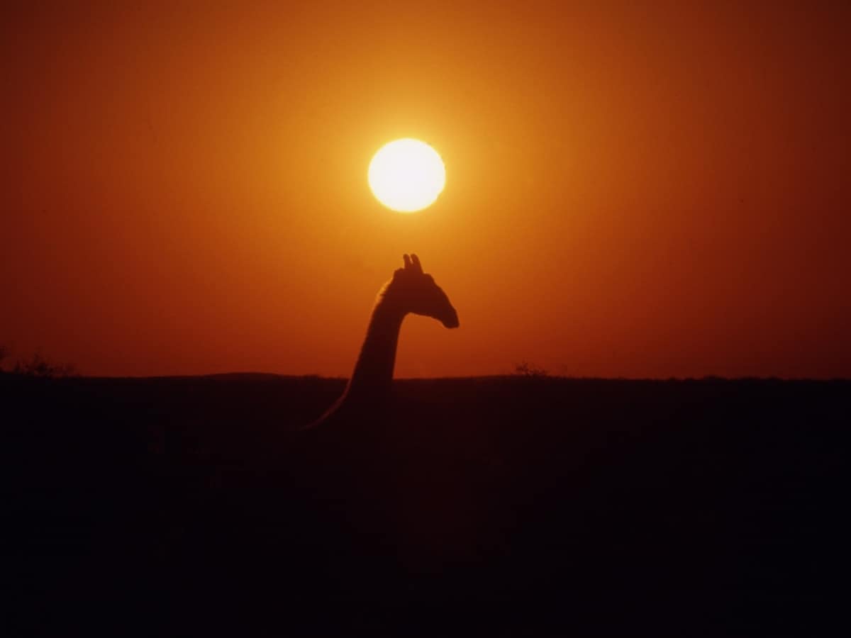 giraffe