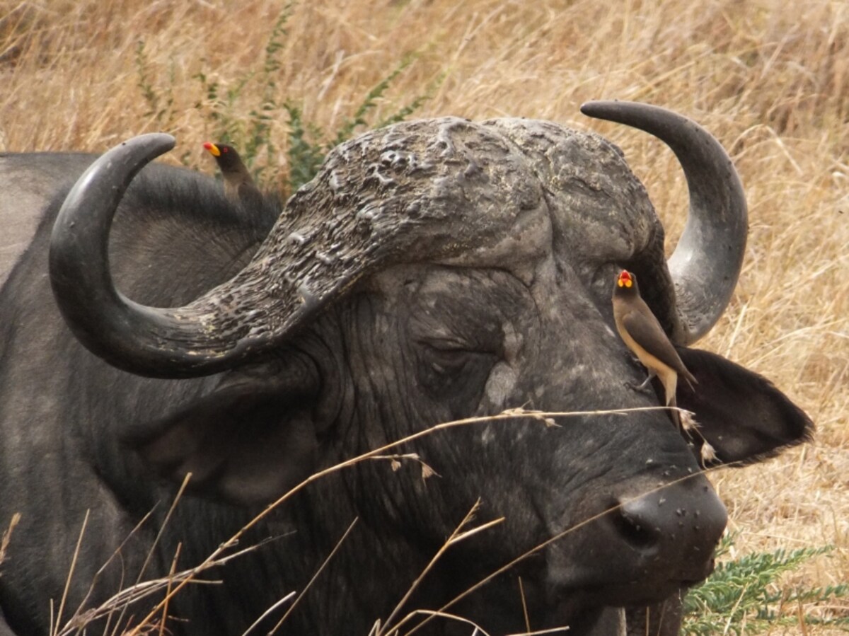buffalo