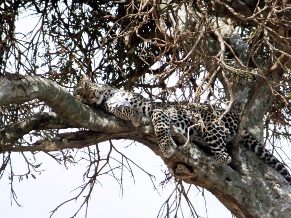 leopard