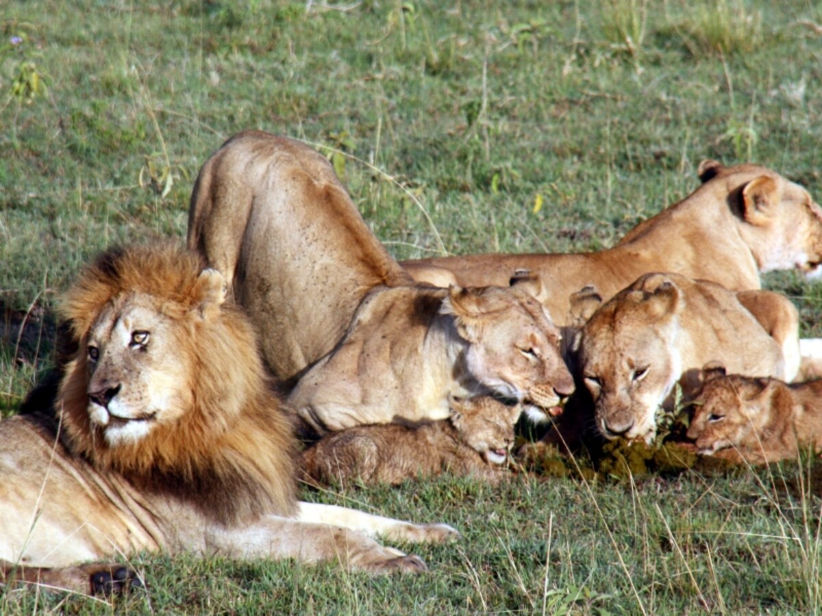 lionfamily