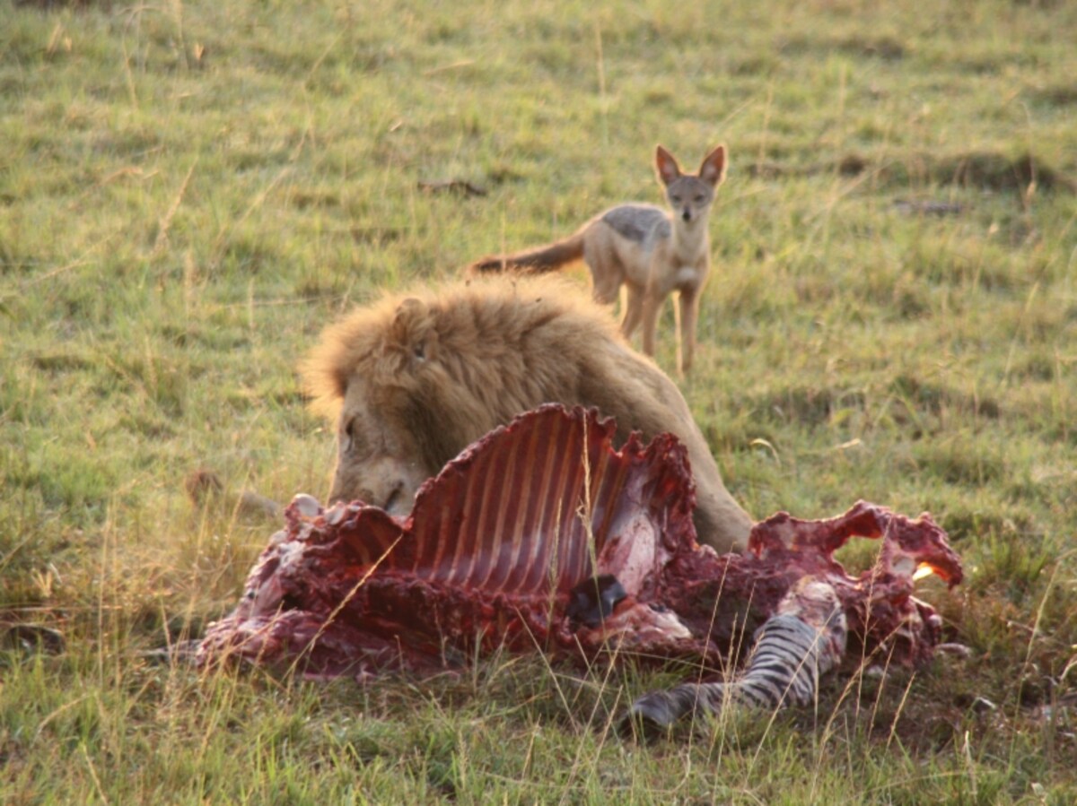 lionjackal