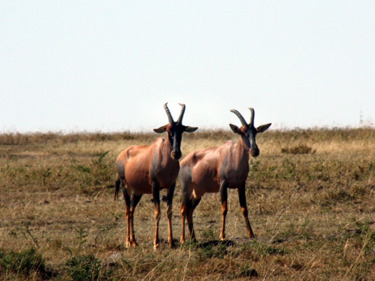 topi