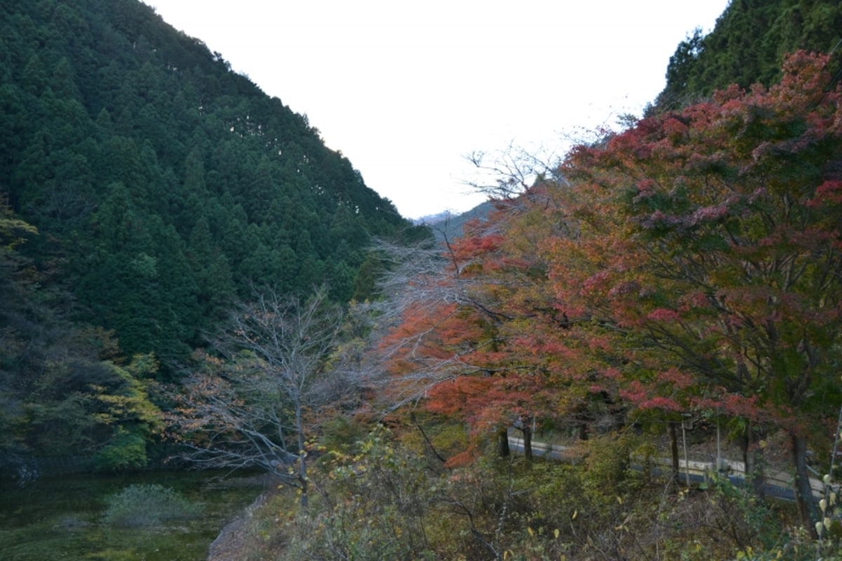 名栗湖の紅葉