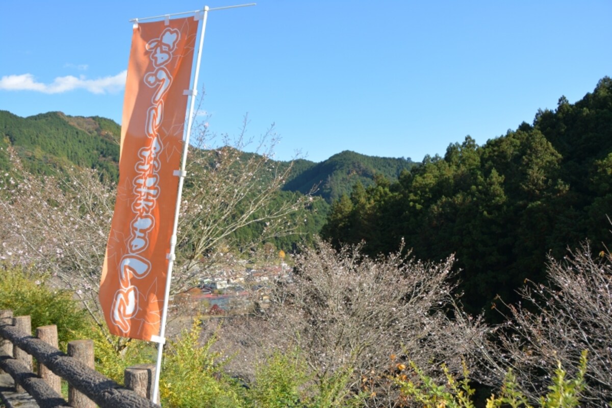 名栗渓谷の十月桜