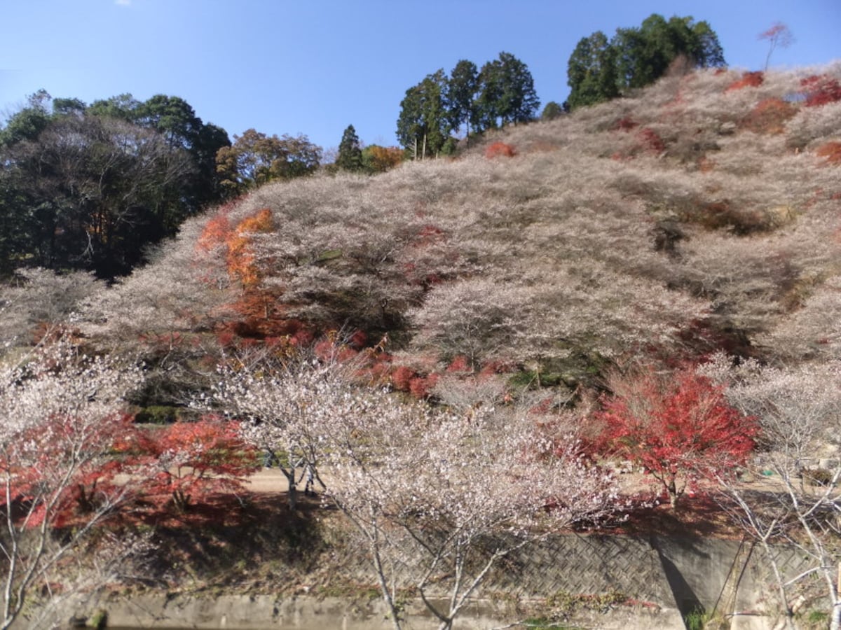 小原の四季桜(1)/川見四季桜の里・紅葉と共に