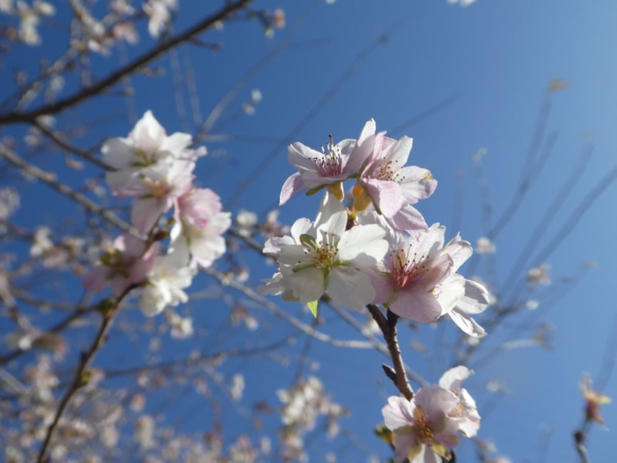 小原の四季桜(2)