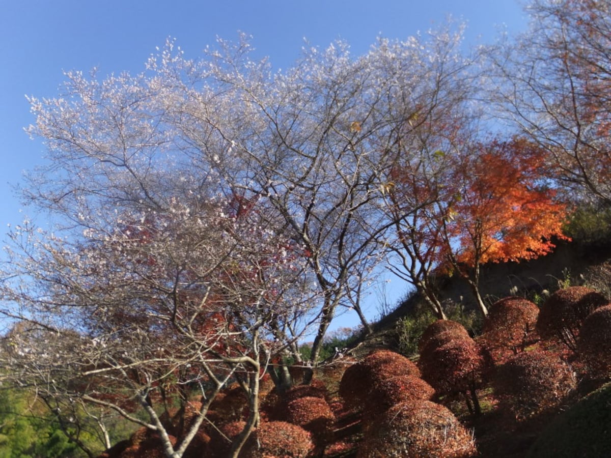 小原の四季桜(4)/和紙のふるさと・紅葉と共に