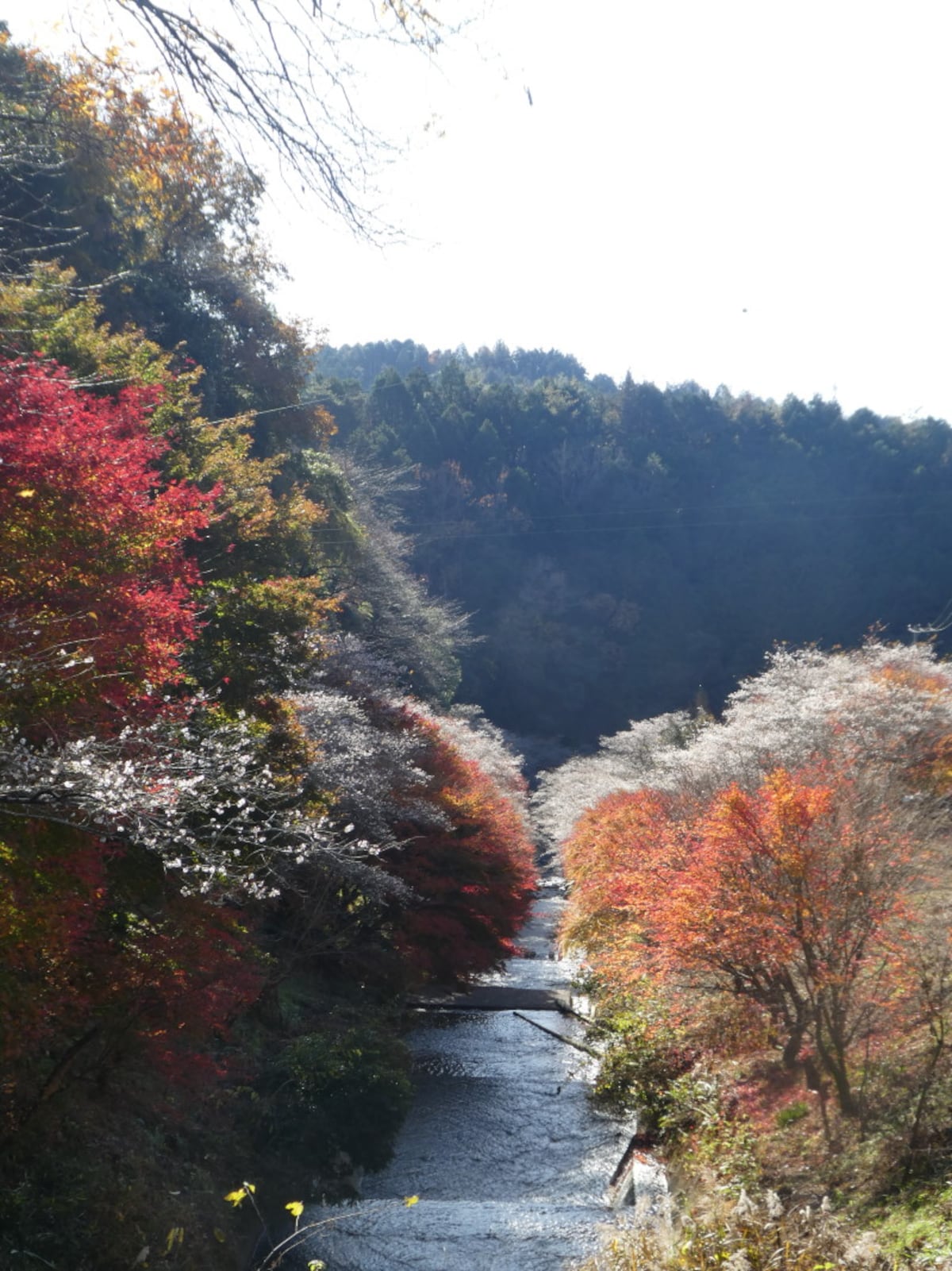 小原の四季桜(6)/柿ケ入遊歩道・紅葉と共に