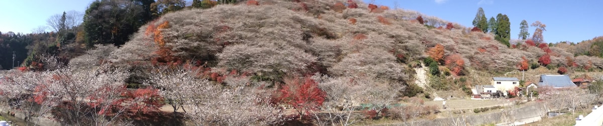 小原の四季桜(8)/川見四季桜の里・紅葉と共に