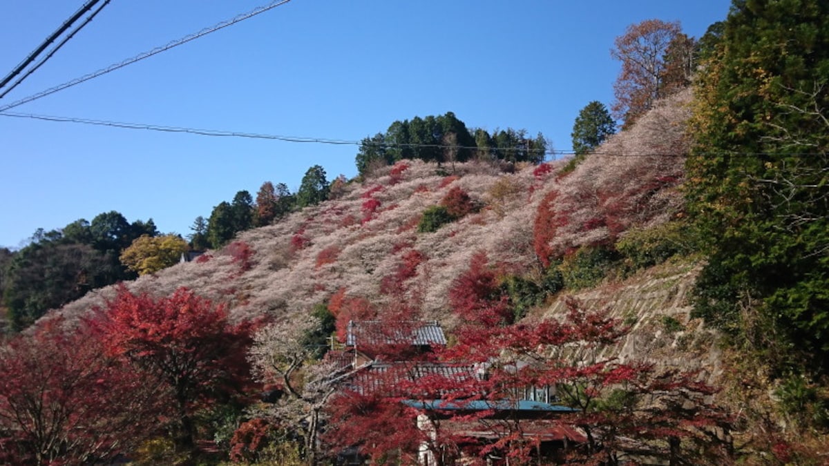 小原の四季桜(9)/川見四季桜の里・紅葉と共に