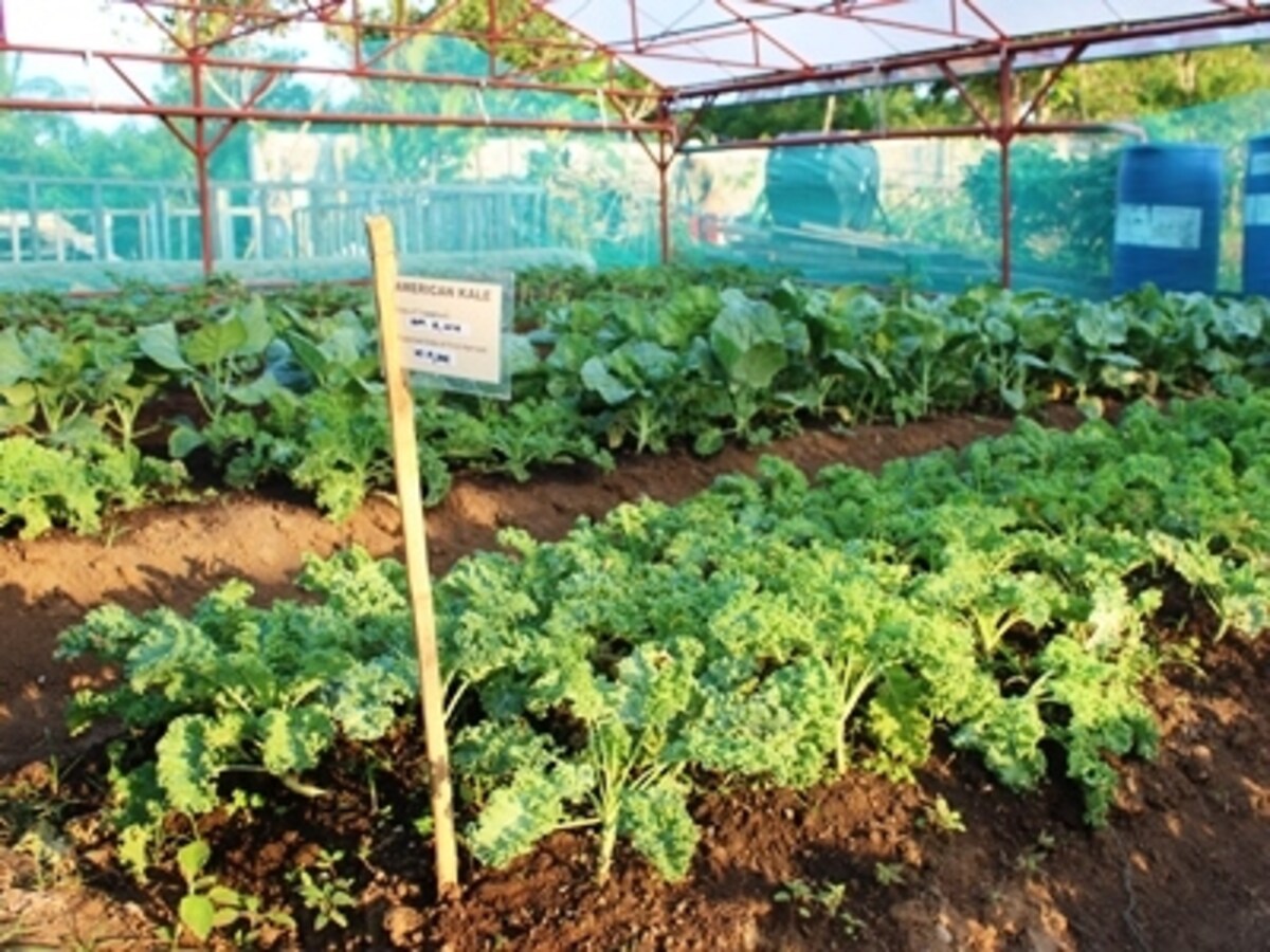 自家菜園