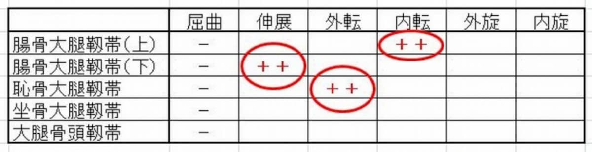 股関節の靱帯作用3
