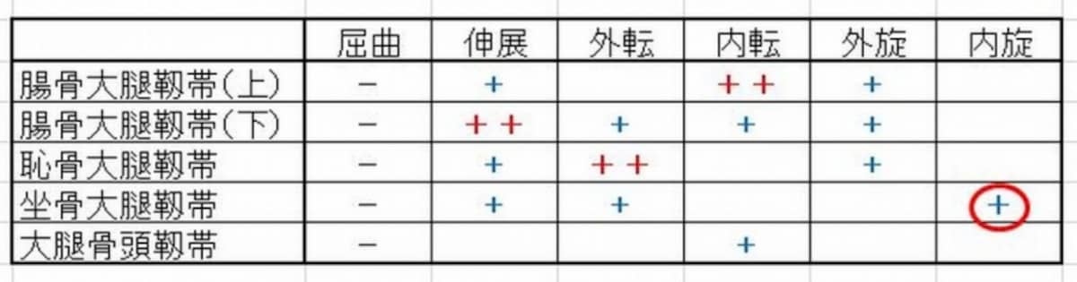 股関節の靱帯作用7