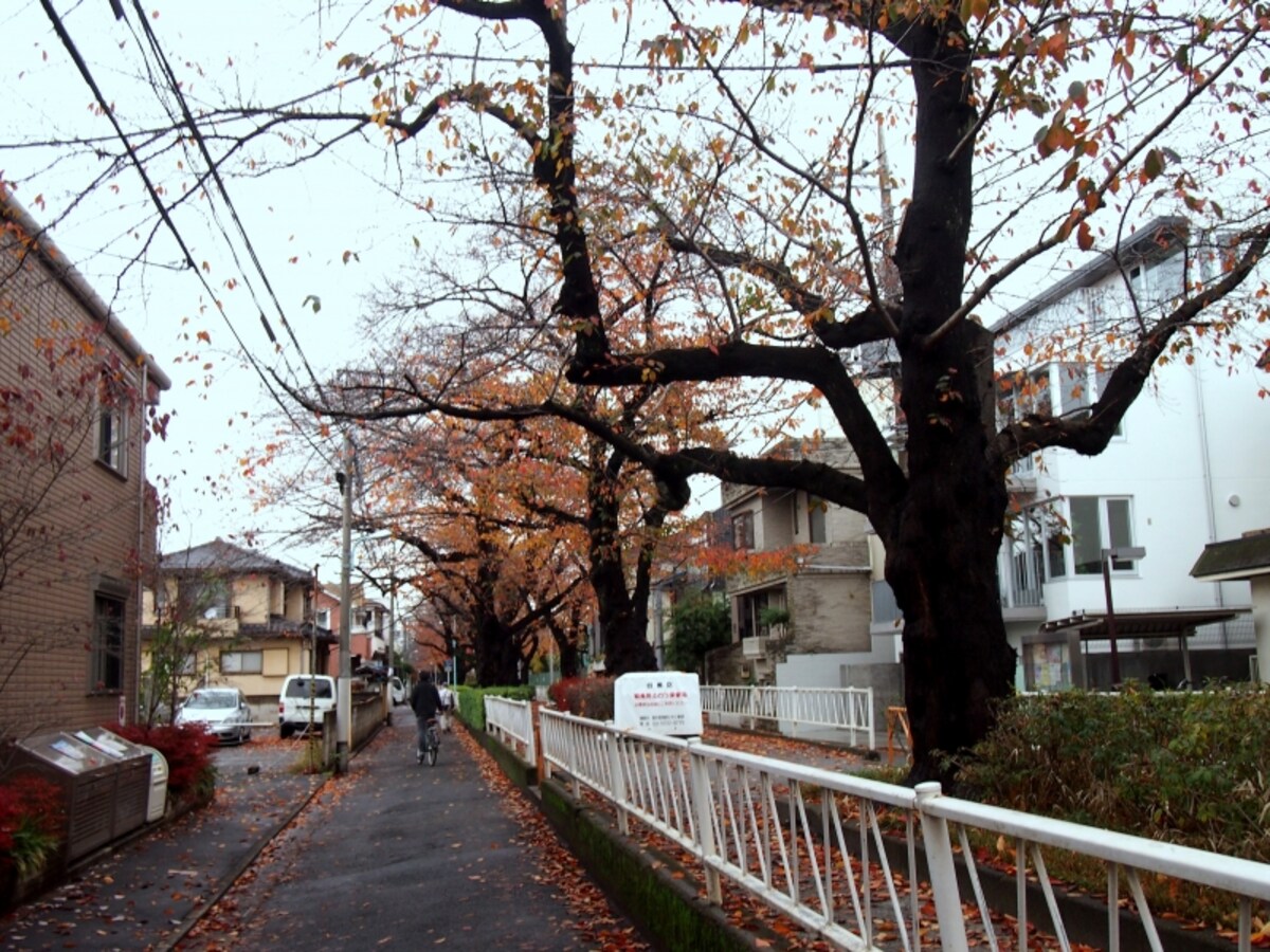 目黒区の呑川緑道もなかなか楽しい