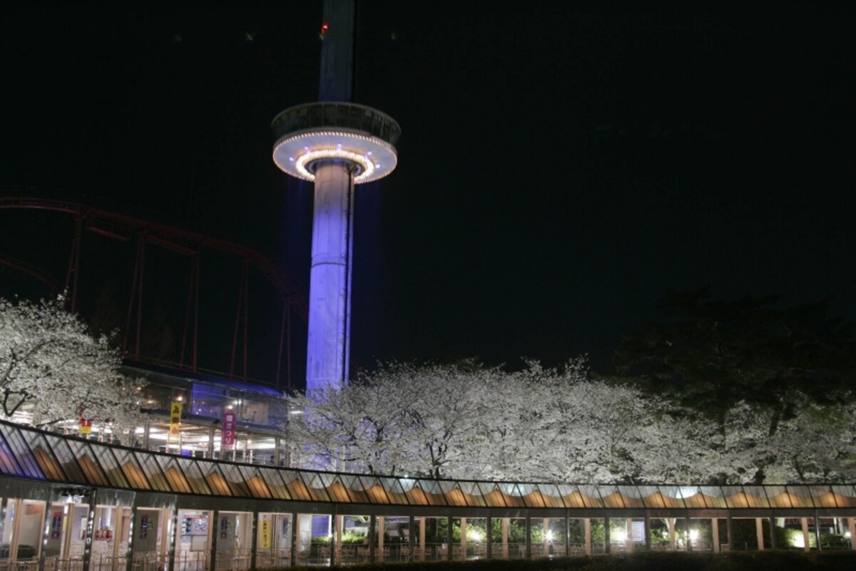 夜桜も楽しめる西武園ゆうえんち