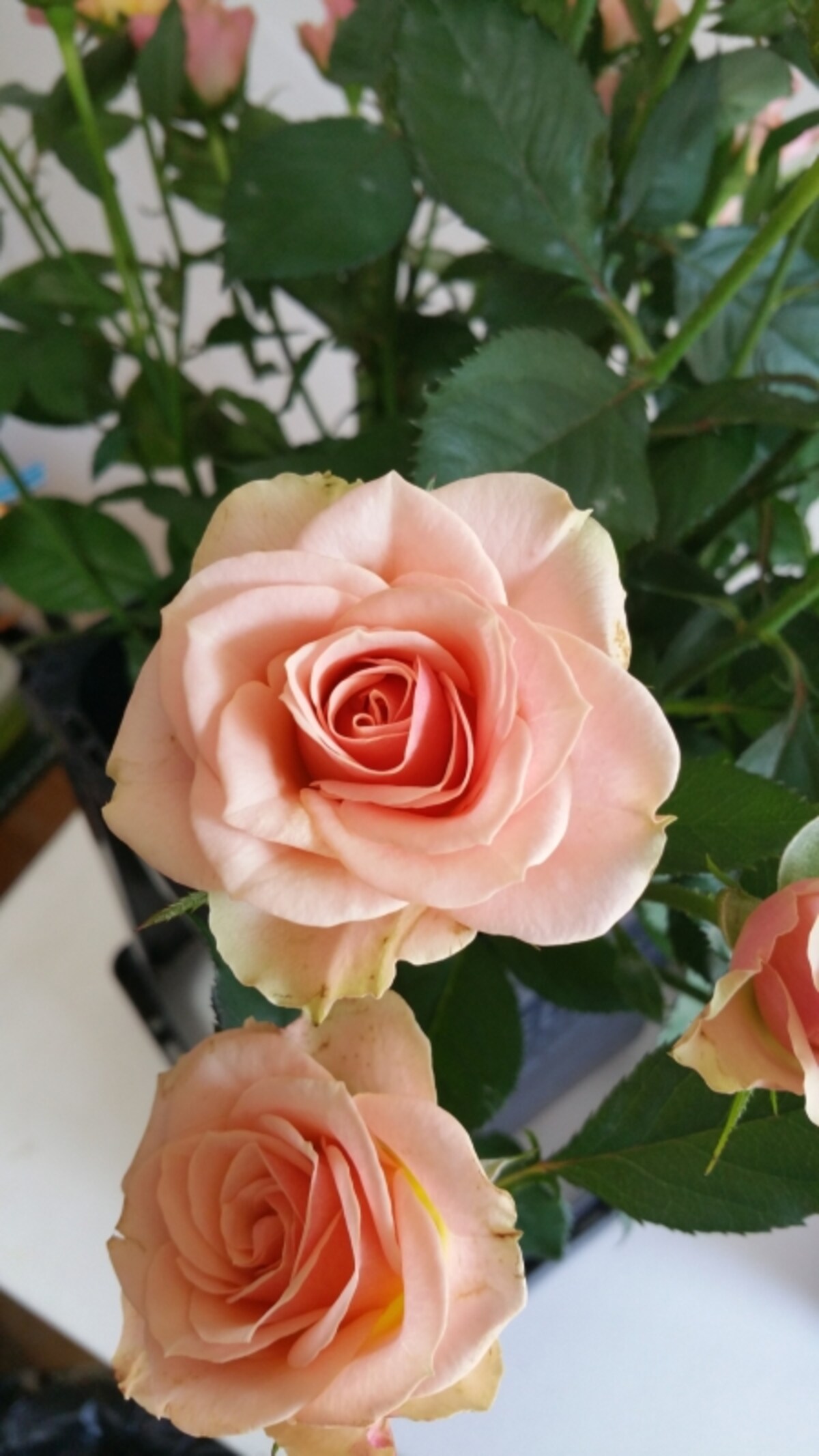 生花イルゼ